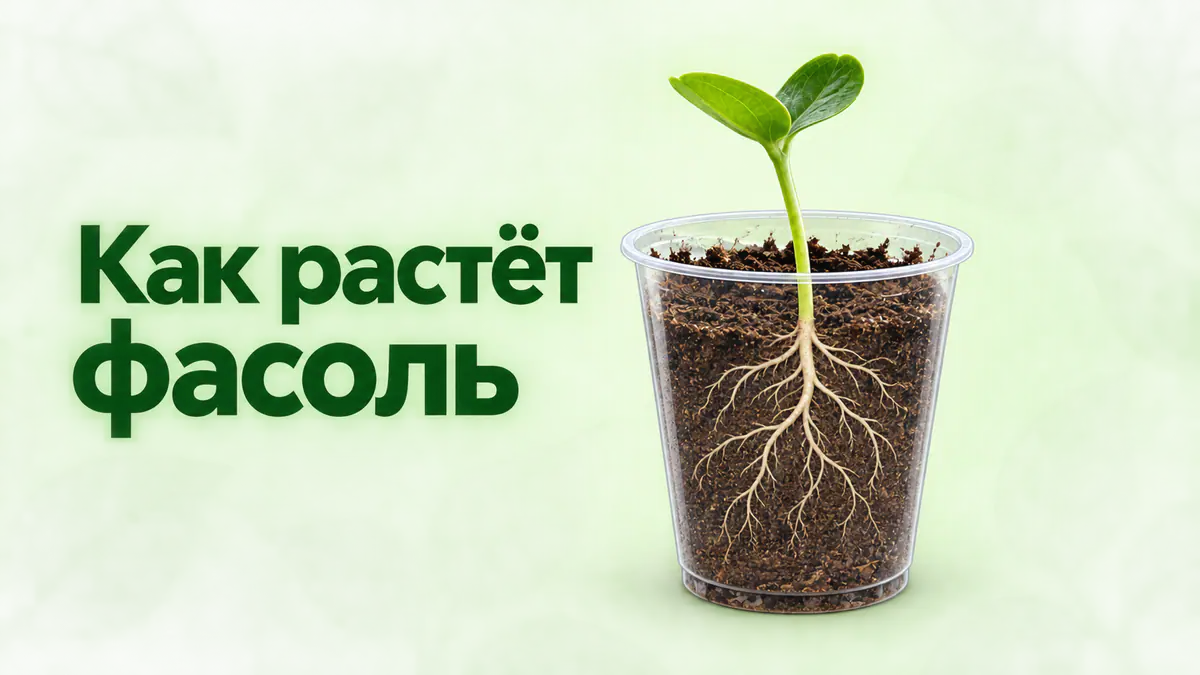 Стало: тот же росток как научная иллюстрация с корнями в разрезе и заголовком «Как растёт фасоль»